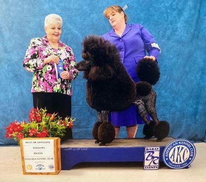 Louter creek hot sale poodles